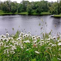Ромашковый берег. :: Лия ☼ Ромашковый берег. :: Лия ☼