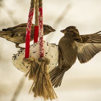 Конфликт. :: Александр 