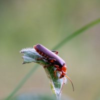 Жучок :: Павел Шинкарёв