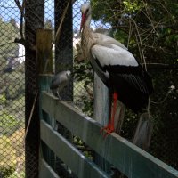 Зоопарк Хайфы 12 июня 2025 г. :: ujgcvbif 