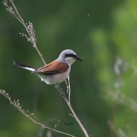Жулан :: Светлана Григорьева Жулан :: Светлана Григорьева