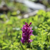 Украшение на камнях :: Александр Кондаков Украшение на камнях :: Александр Кондаков