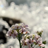 Бреск на фоне брызг :: Александр Кондаков Бреск на фоне брызг :: Александр Кондаков