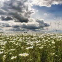 Ромашковое лето :: Владимир 