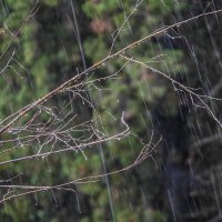 Дождь :: Наталья Rosenwasser