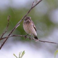 ПЕРВЫЙ В ЖИЗНИ ДОЖДЬ :: Володька Завитушкин ПЕРВЫЙ В ЖИЗНИ ДОЖДЬ :: Володька Завитушкин