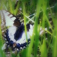 Притаился... :: Владимир Шошин Притаился... :: Владимир Шошин