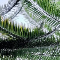 Сочинские небо и пальма :: mvictoriya 