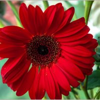 Про герберы... :: Aquarius - Сергей