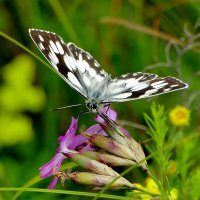 в последний день июня 4 :: Александр Прокудин