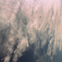 Хищник :: Елена Минина Хищник :: Елена Минина