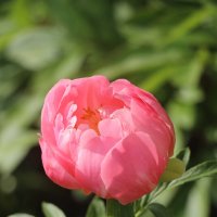 Цветочное настроение. Пион :: Наталья Герасимова