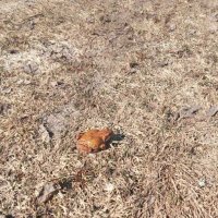 Оранжевая жаба :: Ксения 