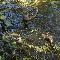 семейка :: zavitok *