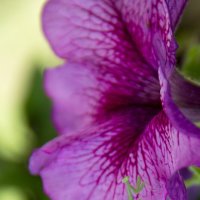 Богомол :: Oksana Verkhoglyad