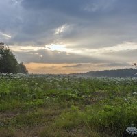 В царстве борщевика :: Валерий Иванович В царстве борщевика :: Валерий Иванович