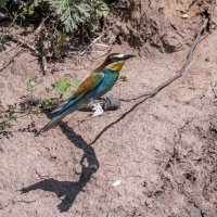 щурки. :: юрий макаров