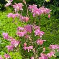 Привет, июль! :: Ольга Привет, июль! :: Ольга