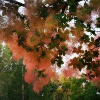 Листочки скумпии. :: Татьяна Помогалова Листочки скумпии. :: Татьяна Помогалова