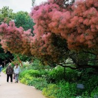 Дымное, (париковое) дерево :: Татьяна Помогалова Дымное, (париковое) дерево :: Татьяна Помогалова