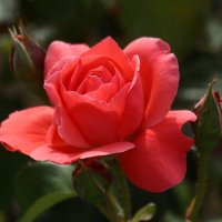 Доброе утро :: Юрий. Шмаков Доброе утро :: Юрий. Шмаков