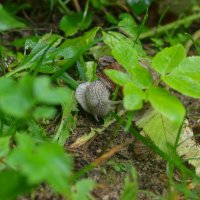 Спряталась :: Марина Мамаева