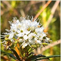 Цветущий багульник. :: Валерия Комова Цветущий багульник. :: Валерия Комова