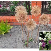 Аллиум :: Сеня Белгородский Аллиум :: Сеня Белгородский