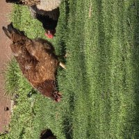 Красавица :: Алексей Домрин