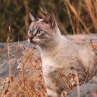 Критянин :: kolyeretka 