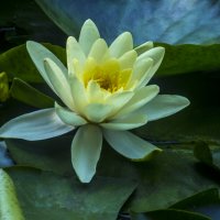 Водяная лилия :: Валентин Семчишин