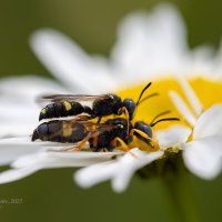 Осы на ромашке :: Александр Синдерёв