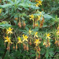 Рододендрон жёлтый :: Рита Симонова