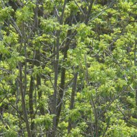 "Будет апрель!" Ю.Левитанский :: Syntaxist (Светлана)