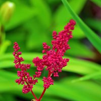 Астильба :: Светлана Астильба :: Светлана