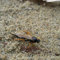 Наездник :: Anna Ivanova Наездник :: Anna Ivanova