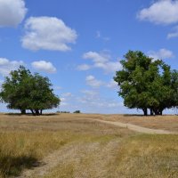 Местные виды. :: Виктор 