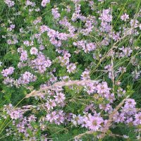 цветочная вязь :: Галина Флора