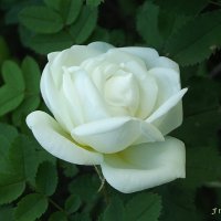 Роза :: Freddy 97