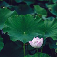 Лотосы в парке :: Дмитрий 