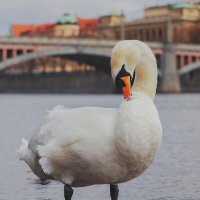 Лебедь :: Yana Ryz