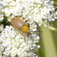 Земляничный  листоед :: Геннадий Супрун