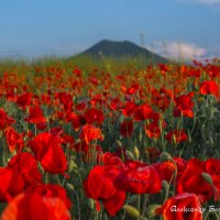 маки Ставрополья :: Александр Богатырёв