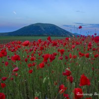 маки Ставрополья :: Александр Богатырёв