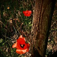 Летние этюды 49 :: Алексей Кузнецов