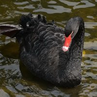 Чёрный лебедь. :: Sergey (Apg)