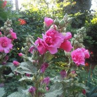 Мальвы :: Наталья 