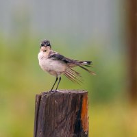 после дождя :: Виталий Емельянов после дождя :: Виталий Емельянов