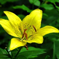 Жёлтая лилия :: Андрей Снегерёв
