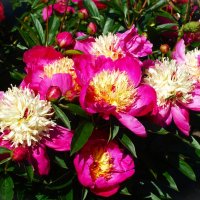 К июлю зацвели пионы.. :: Aida10 